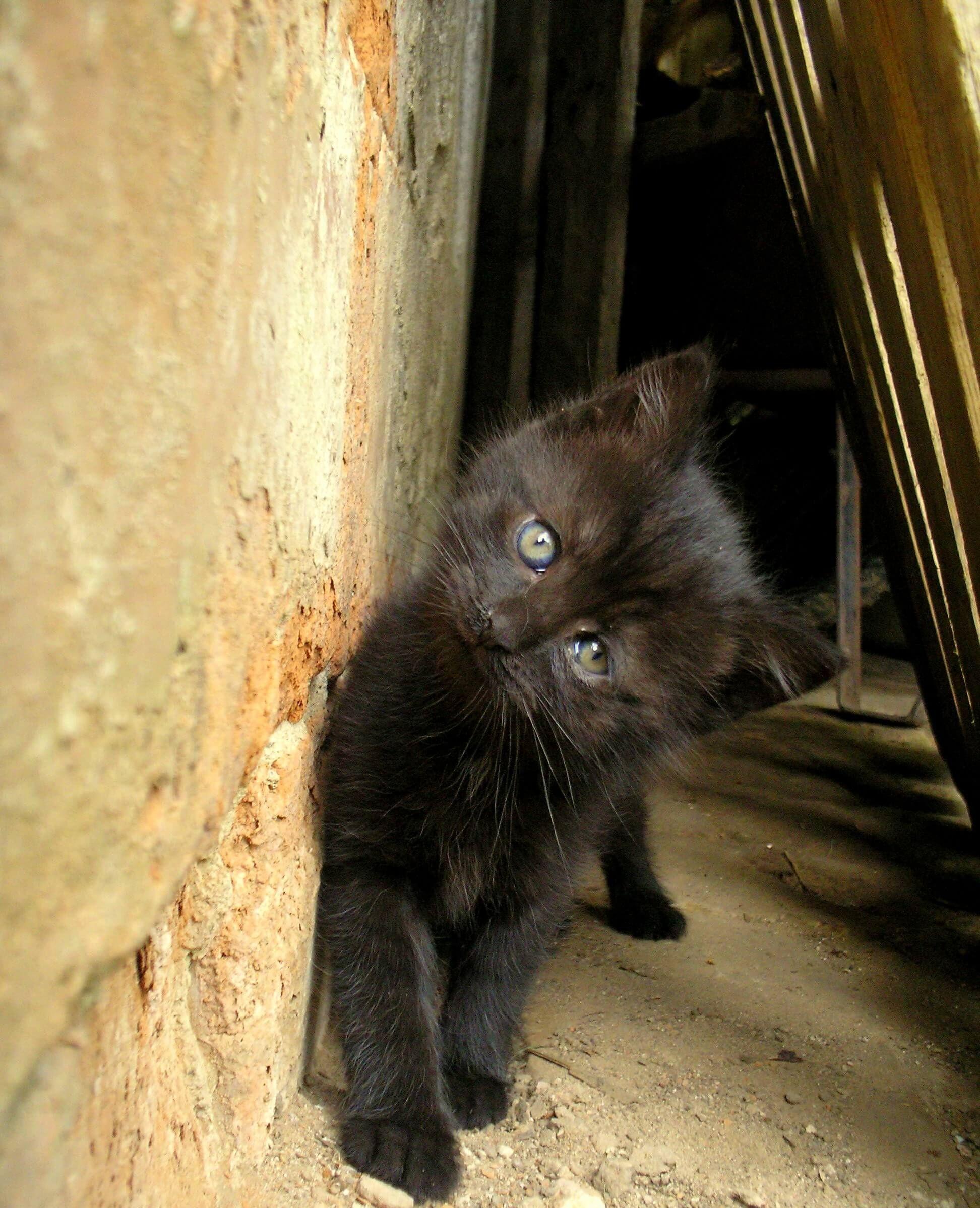 Protectores de animales advierten sobre la búsqueda de gatos negros